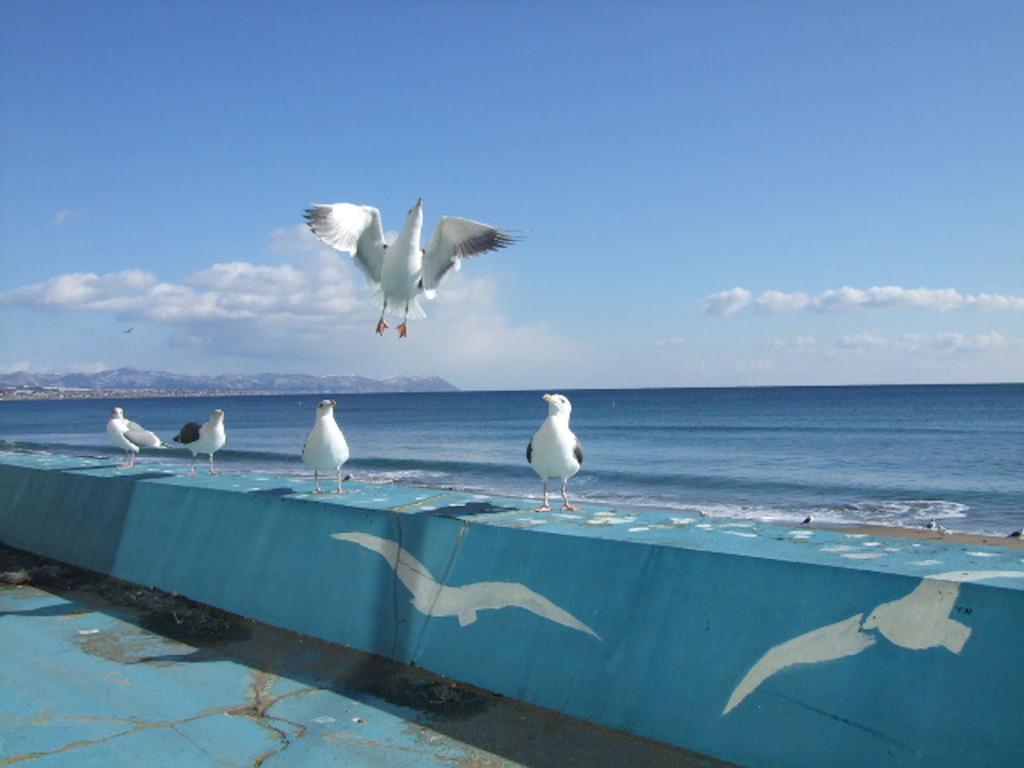 Seaside Kamome